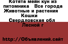 Котята мейн-кун из питомника - Все города Животные и растения » Кошки   . Свердловская обл.,Лесной г.